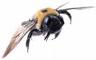 Bee Bee